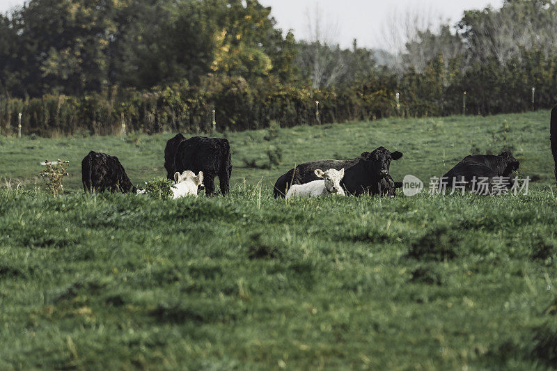 Les vaches au champs